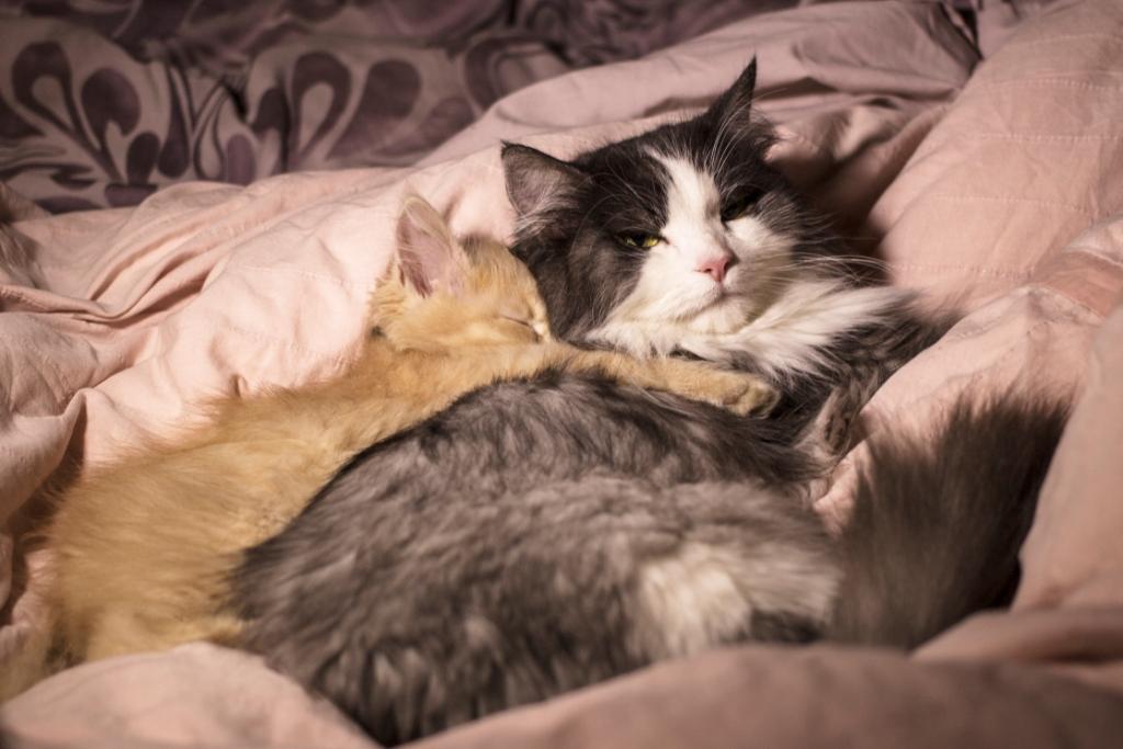 уход за кошками