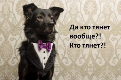 Как отучить собаку тянуть поводок