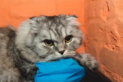 Кошачьи проблемы в поведении