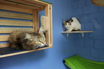 Как завести второго кота