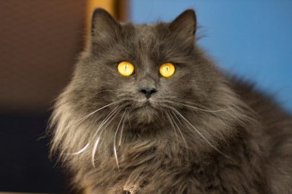 Кошки и их стрессы – все о душевных терзаниях ваших питомцев