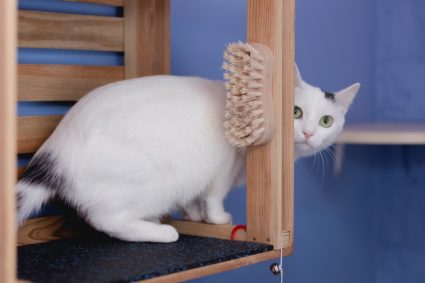 Как помыть кота и остаться живым