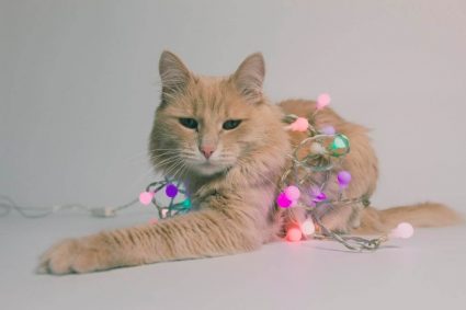 Коты тоже играют в интеллектуальные игры