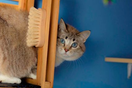 Что делать если кот или кошка сильно линяет