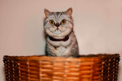 Котяча мова тіла або як зрозуміти кота?