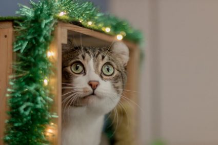 Почему Кот ходит в туалет рядом с лотком