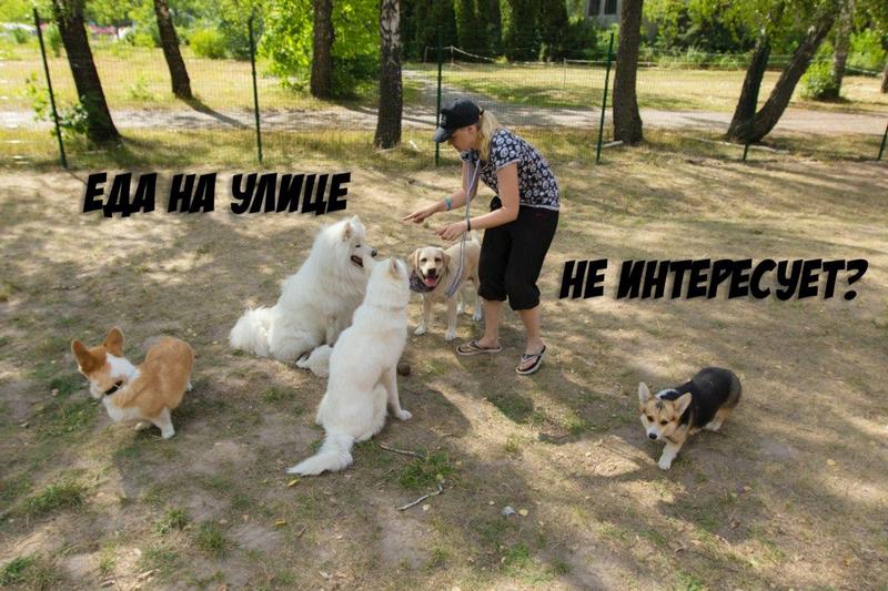 отвлечение собак едой на улице