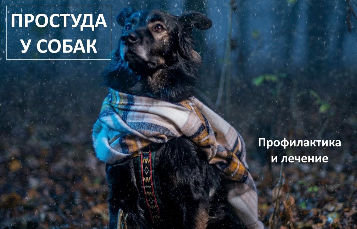 обложка простуда у собак