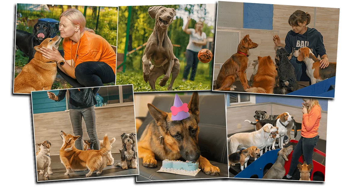 О компании Dog City